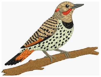 Northern Flicker Bird